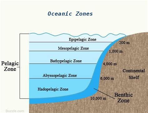 understanding  differences  benthic  pelagic zones