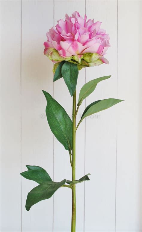 large pink peony stem  bliss  bloom