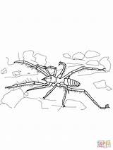 Spinne Ausmalbilder Spiders sketch template