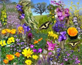 Image result for images of spring flowers