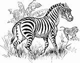 Zebra Coloring Clipart Kids Pages Animal Etc Medium Original Large Usf Edu sketch template