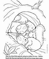 Coloring Pages Hibernation Animal Squirrel Animals Farm Printable Color Wild Kids Chipmunk African Print Preschool Template Flying Winter Sheets Squirrels sketch template