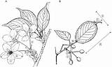 Prunus Spontanea Serrulata Var Indication Measurement sketch template