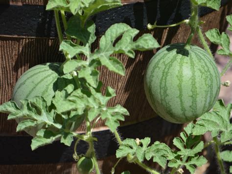 container watermelons   grow watermelon  containers