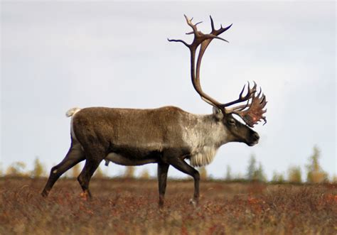 webbers lodges central barren ground caribou hunts nunavut update