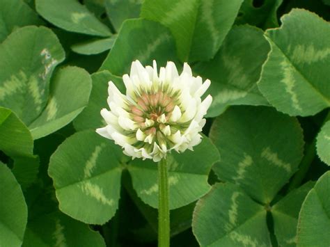 white clover   photo  freeimages