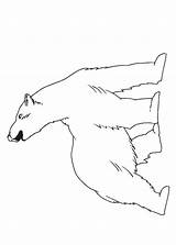 Disegni Orsi Orso Polare Pianetabambini Altri sketch template