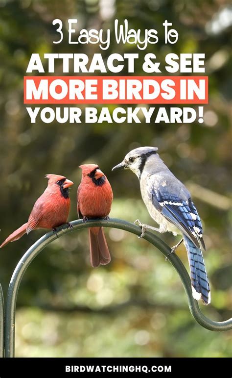 These Tips Will Work Great No Matter If You Are Attracting Birds To