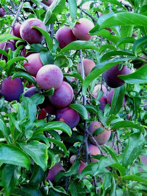 care  plum tree tips    grow  plum tree