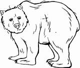 Grizzly Oso Osos Colorir Pardo Anteojos Urso Dibujar Ilustración Colorironline Colouring sketch template