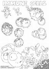 Coloring Blood Cell Immune sketch template