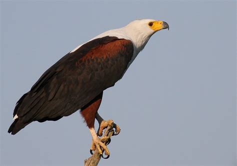 african fish eagle   photo  freeimages