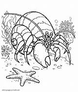 Coloring Pages Crab Hermit Animals Printable Print Sea Ocean sketch template