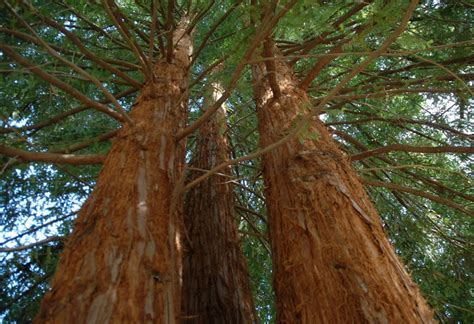 Redwood Blog Downey Tree Service