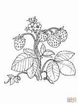 Coloring Strawberry Pages Strawberries Drawing Red Plant Fruit Supercoloring Printable Erdbeere Kids Getdrawings Fruits Für Silhouettes Pencil Categories sketch template