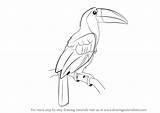 Toucan Draw sketch template