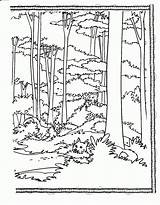 Forest Coloring Pages Printable Habitat Redwood Tree Animal Trees Book Drawing Tall Color Sheets Books Deciduous Print Clipart Adult Jungle sketch template