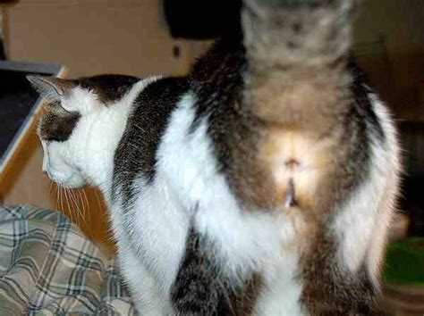 why cats show you their butt according to science