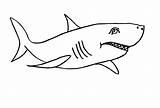 Haifisch Malvorlage Haifische Malen Fisch Bilder Ideen Pinnwand sketch template