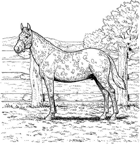 realistic horse coloring pages  adults coloring pages