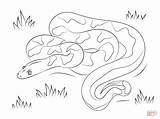 Coloring Boa Pages Cute Constrictor Drawing Drawings sketch template