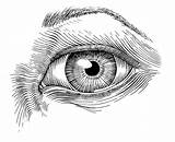 Eye Hatching Tinta Caneta sketch template