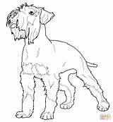 Schnauzer Coloring Miniature Printable Pages Dog Pinscher Poodle Dogs Animals Supercoloring Drawn Size Kids Print Library Clipart Visit Crafts Schnauzers sketch template