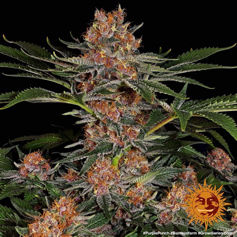 purple punch™ cannabis seeds barneys farm®