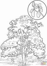 Magnolia Coloring Southern Tree Pages Tulip Poplar Flower Trees Drawing Printable Color Leaves Getcolorings Paper Colorings Getdrawings Sketch Template Colo sketch template