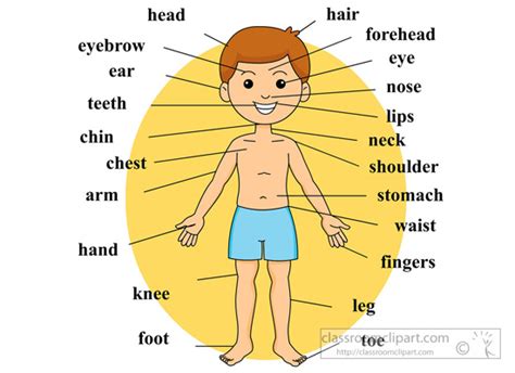 anatomy boy body anatomy body parts labeled classroom clipart
