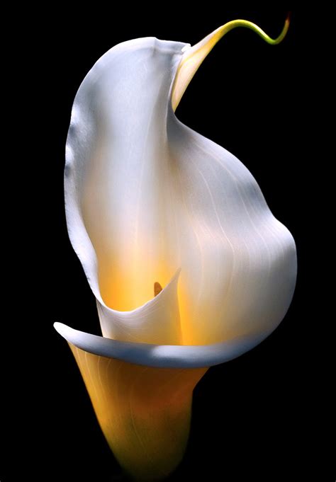 calla lily expensive flower ~ thunderscloud