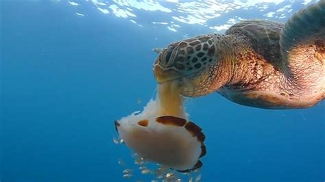upside  rising jellyfish numbers  animals eat