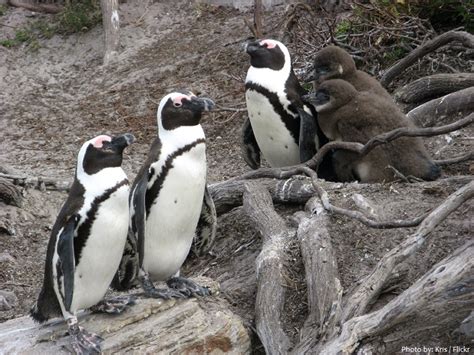 Interesting Facts About Galápagos Penguins Just Fun Facts