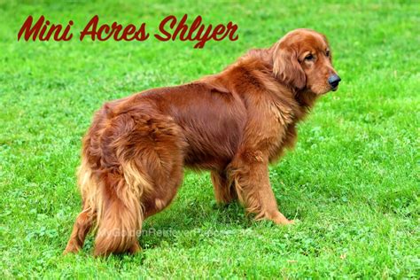 mini acres shyler  golden retriever puppies