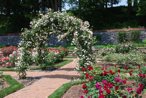 biltmore estate  gardens  grows  hugh conlon horticulturalist professor