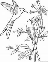 Hummingbird Coloring Pages Coloring4free Swallow Tail Related Posts sketch template