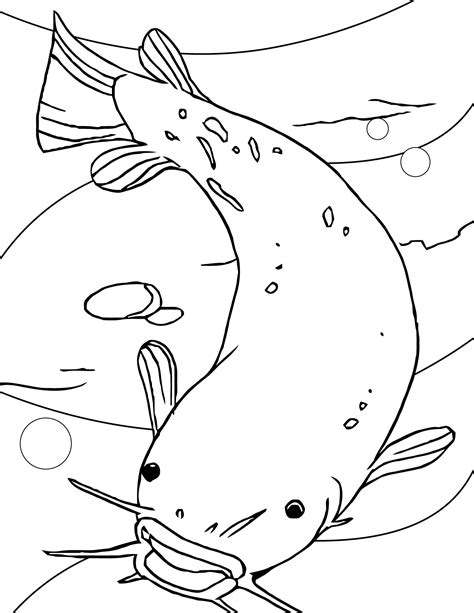 catfish drawing images  getdrawings