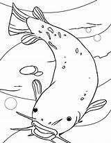 Catfish Coloring Fish Printable Drawing Nebraska Channel State Getdrawings Template Coloringbay Sketch sketch template