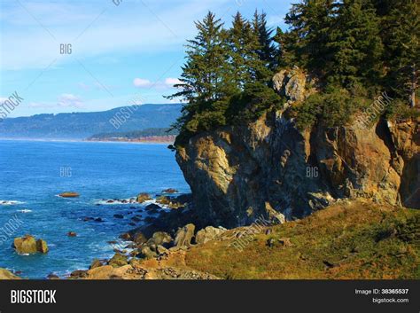 forest meets ocean image photo  trial bigstock
