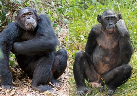 bonobos the self domesticated ape