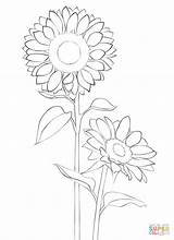 Sunflower Coloring Pages Drawing Easy Printable sketch template