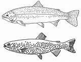 Coloring Trout Trouts Sheets Types Awesome Pretty Pages Kids Kunjungi Beautiful sketch template
