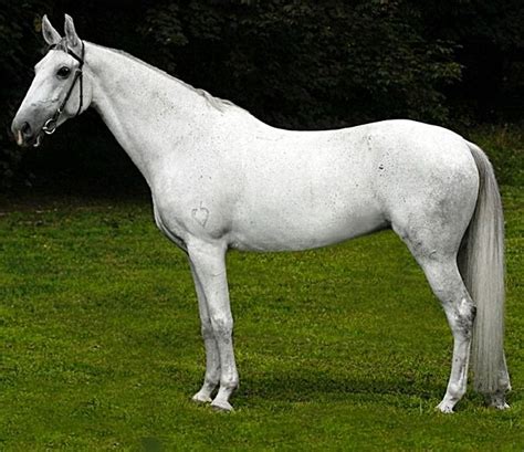 lipizzaner broodmare beautiful horse pictures horse world horses