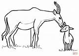 Antelope Mammals Antelopes sketch template