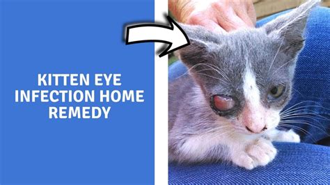 kitten eye infection home remedy home remedies for upper respiratory
