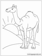 Desert Camel Coloring Pages Sahara Color Animal Drawing Habitat Clipart Printable Kids Cartoon Colouring Animals Clip Standing Bestcoloringpages Online Arabian sketch template