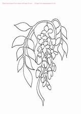 Wisteria Nouveau Vine Template Pages Flowers Drawing Coloring Digital Stamp Templates Choose Board sketch template
