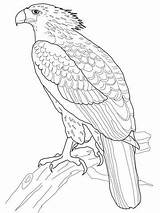 Eagle Aigle Eagles Kleurplaten Supercoloring Harpy Adelaar Bw sketch template