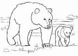 Grizzly Hewan Sketsa Mewarnai Darat Orsi Berkaki Osos Empat Marimewarnai Gambarcoloring Kumpulan Lengkap Beruang Ositos Hitam Disegnare Famiglia Orso Terlengkap sketch template