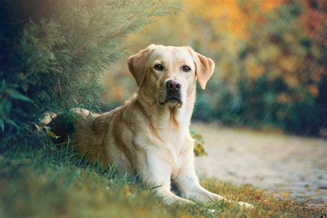 hunting dog profile  lovable versatile labrador retriever gearjunkie